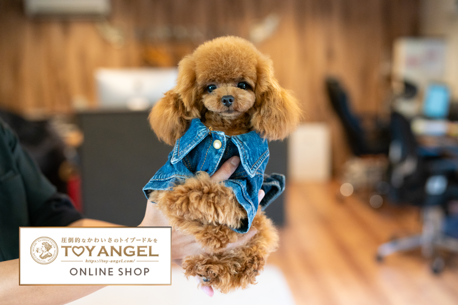 TOYANGEL ONLINE SHOP