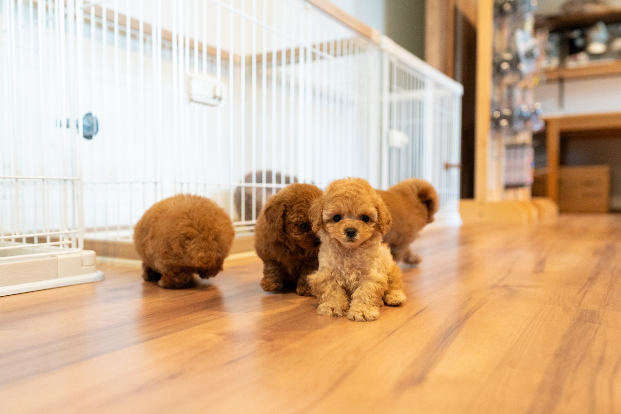 犬舎の画像 ・管理風景