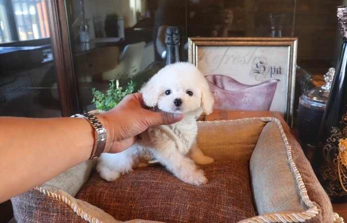 10月18日生まれシロクマちゃん♡のサムネイル