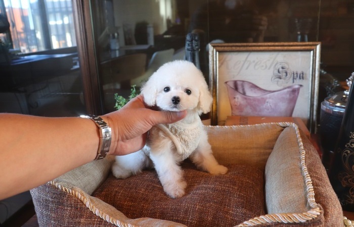 10月18日生まれシロクマちゃん♡のサムネイル