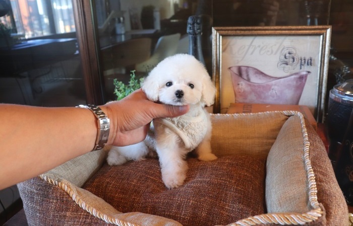 10月18日生まれシロクマちゃん♡のサムネイル